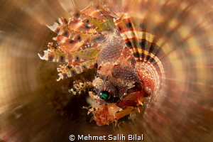 Lion fish with a creative filter. by Mehmet Salih Bilal 